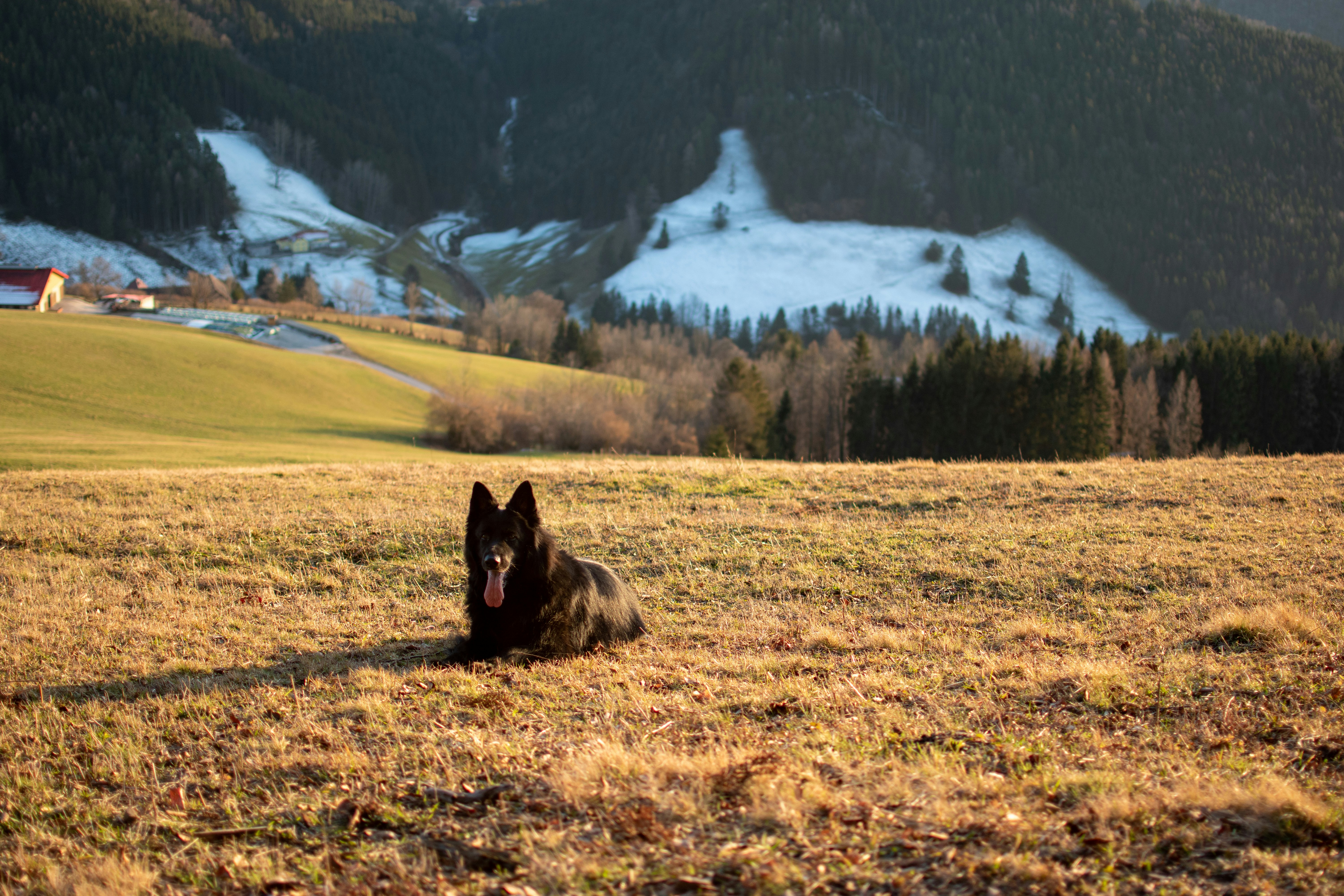 Schäferhund im Profil
