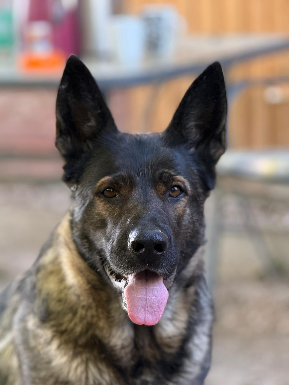 DDR-Schäferhund Pepper, Porträt