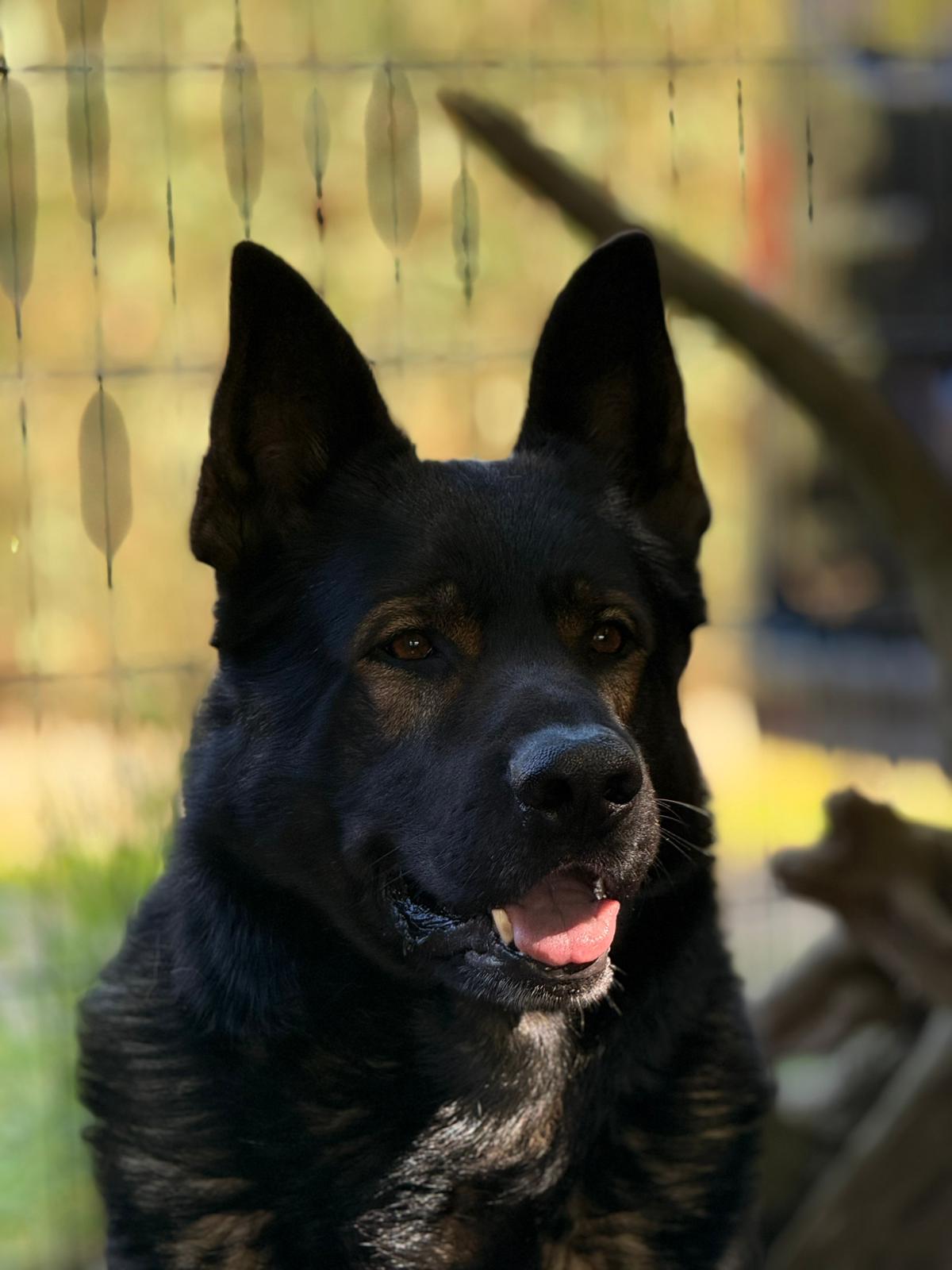 DDR-Schäferhund Erik, Porträt