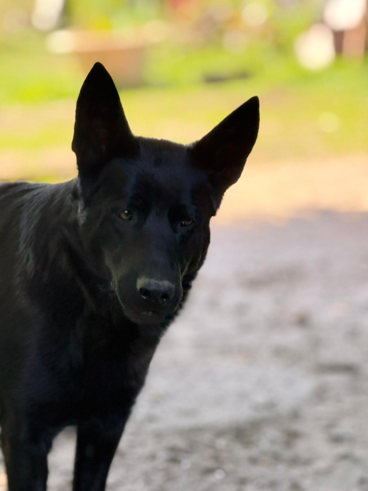 DDR-Schäferhund Elsa, Porträt