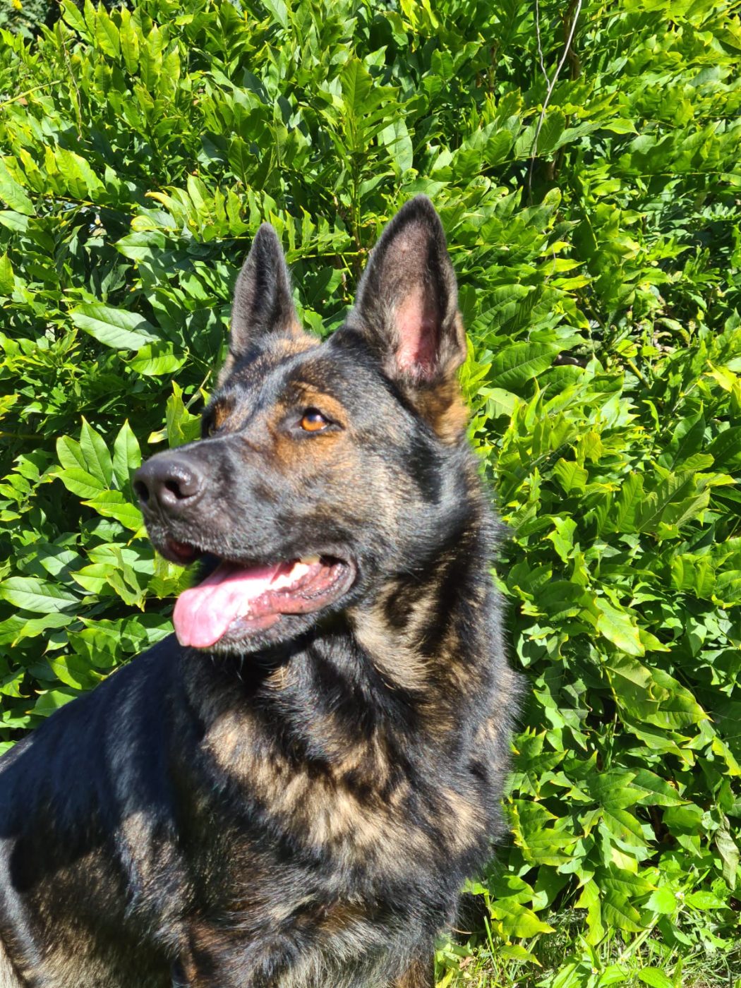 Grau-sable DDR-Schäferhund, Porträt