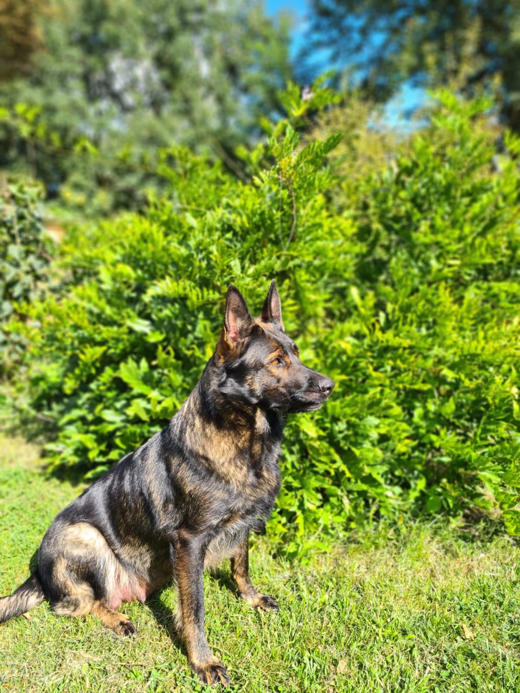 Grau-sable DDR-Schäferhund, sitzend