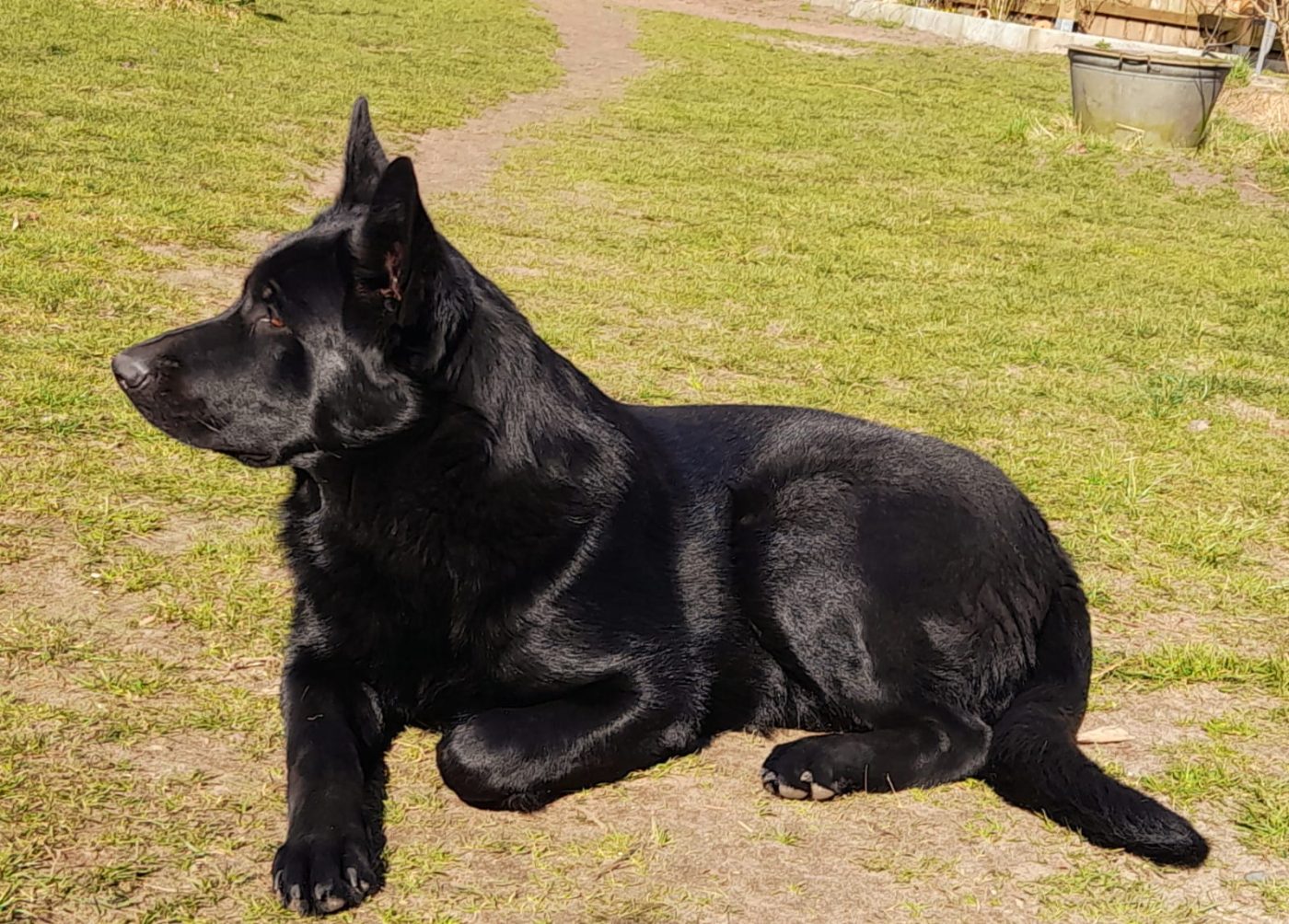 Schwarzer DDR-Schäferhund, liegend
