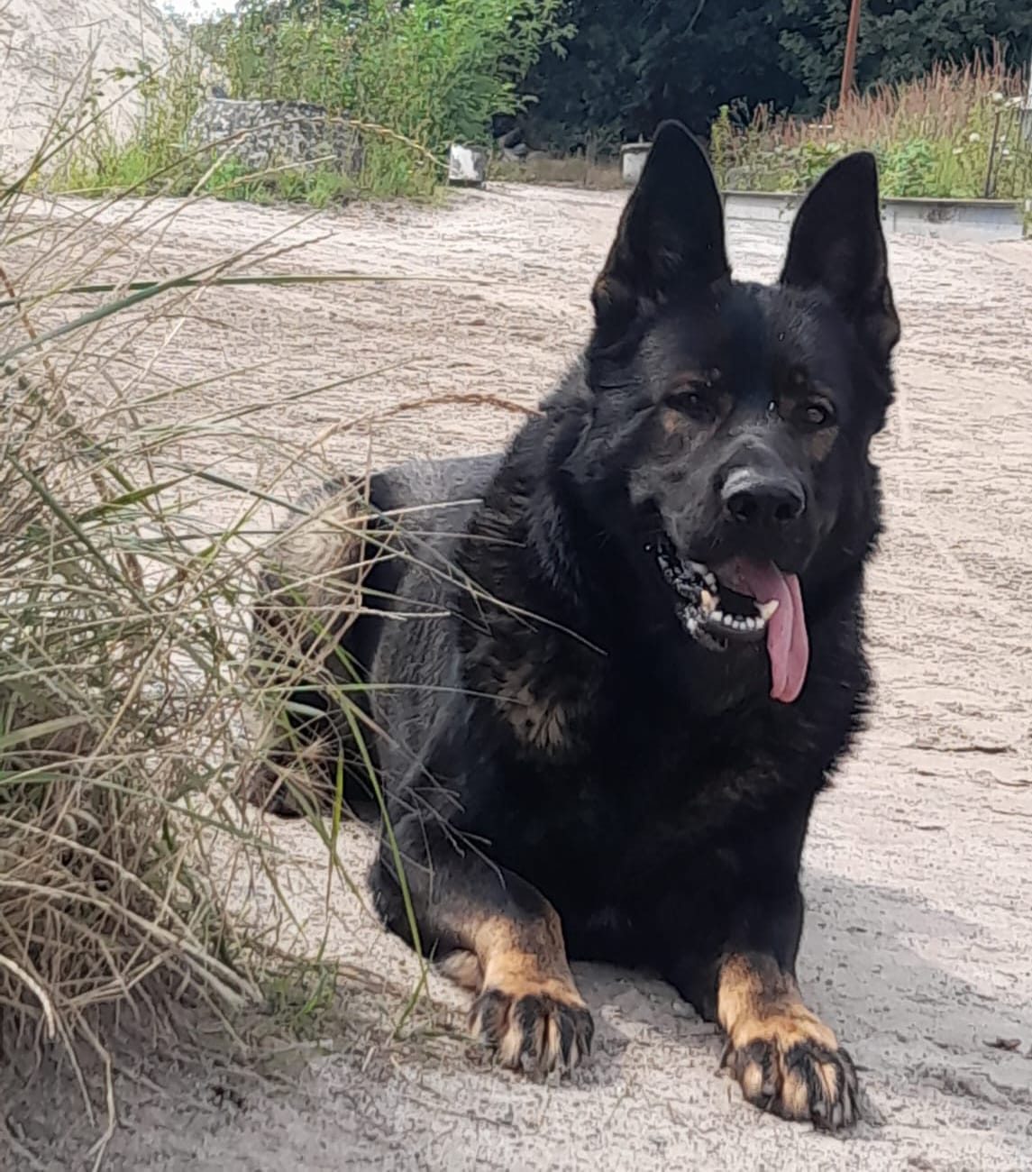 Schwarzer DDR-Schäferhund, sitzend