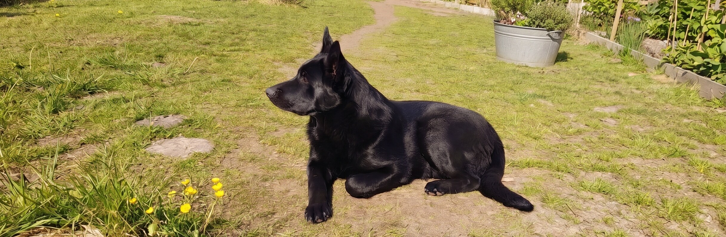 Schwarzer DDR-Schäferhund liegt im Garten