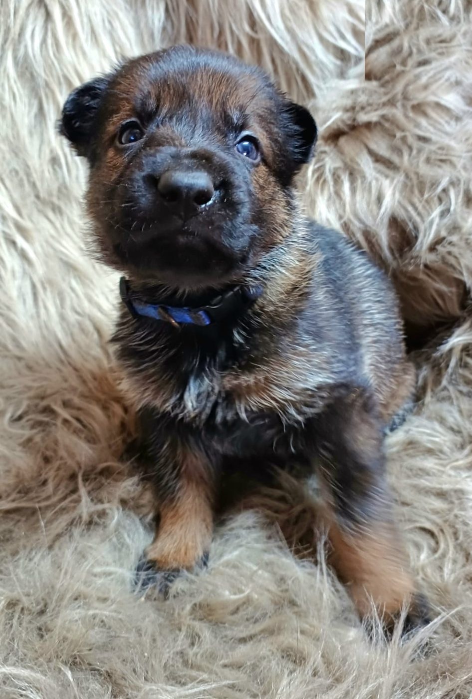 DDR-Schäferhund-Welpe mit blauem Halsband