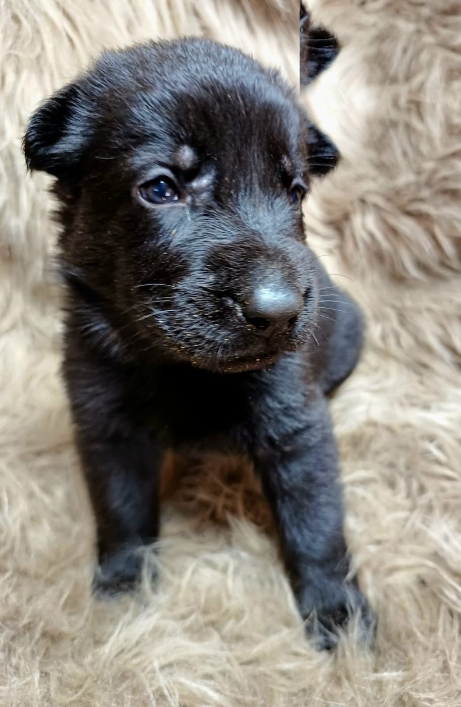 DDR-Schäferhund-Welpe mit orangem Halsband
