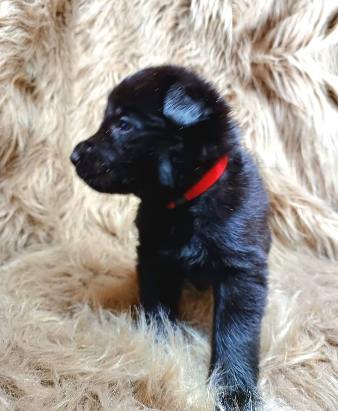 DDR-Schäferhund-Welpe mit rotem Halsband
