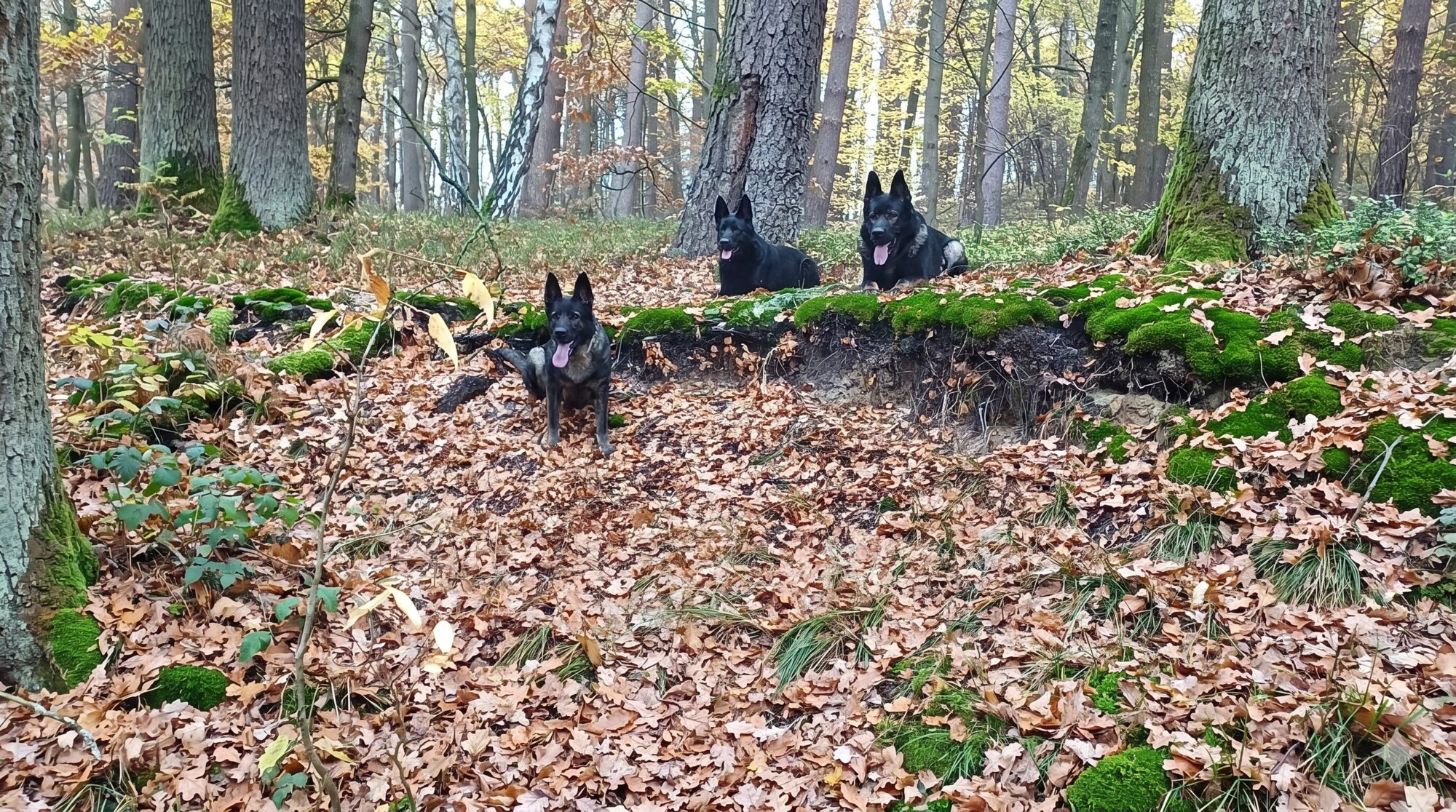 DDR-Schäferhunde im Herbstwald