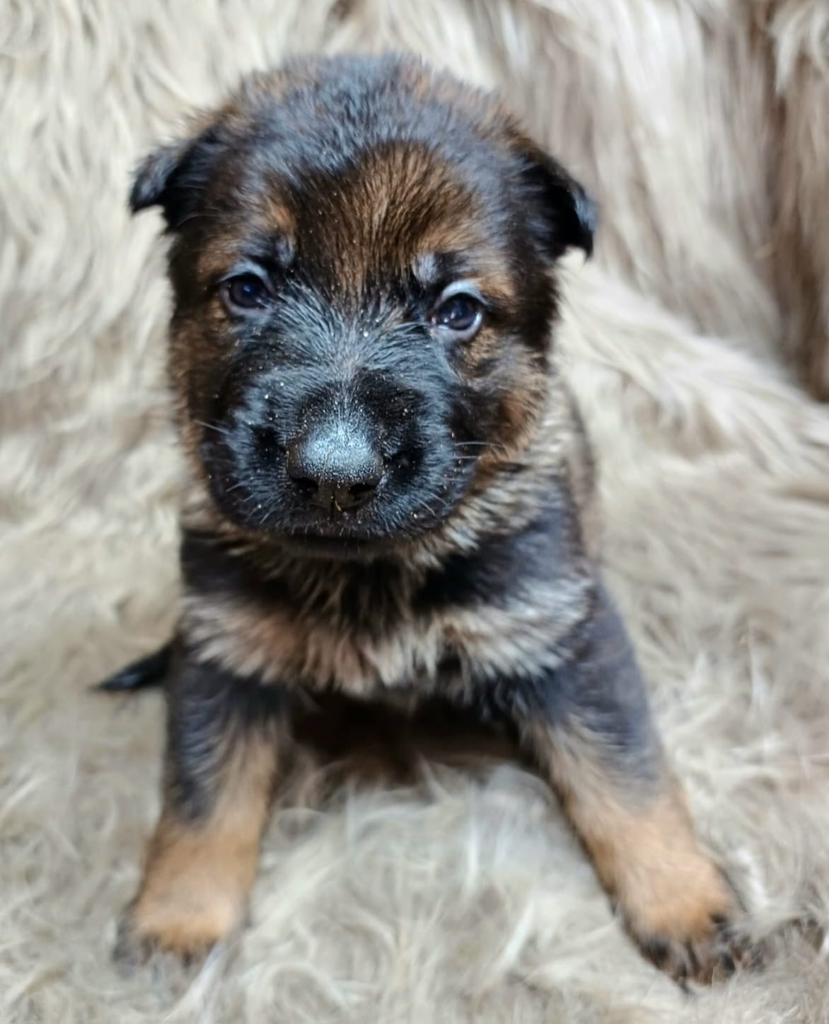 DDR-Schäferhund-Welpe aus dem Wurf 2026