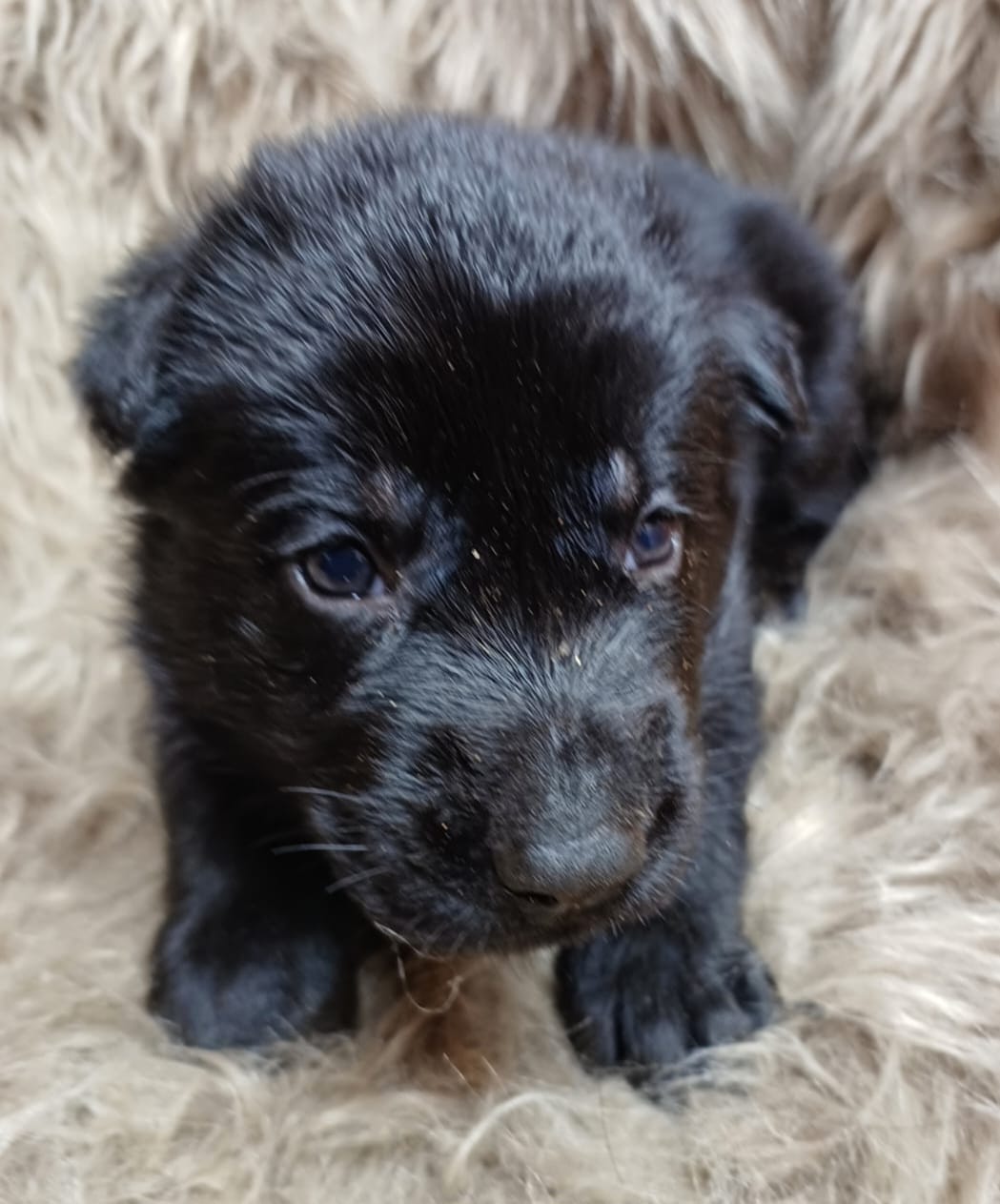 DDR-Schäferhund-Welpe aus dem Wurf 2026