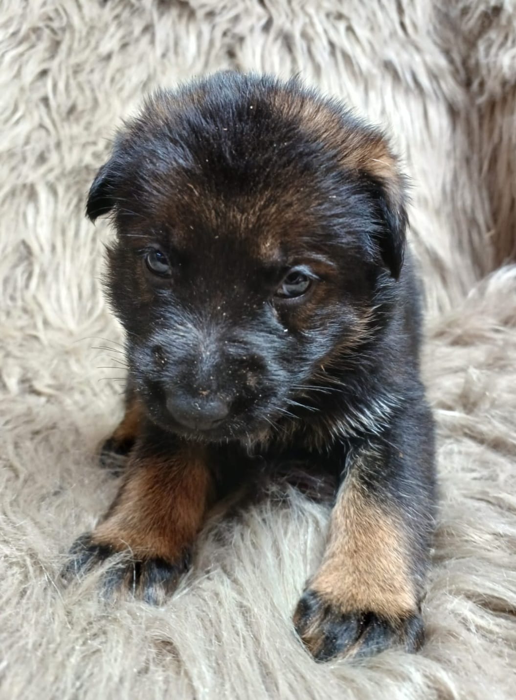 DDR-Schäferhund-Welpe aus dem Wurf 2026