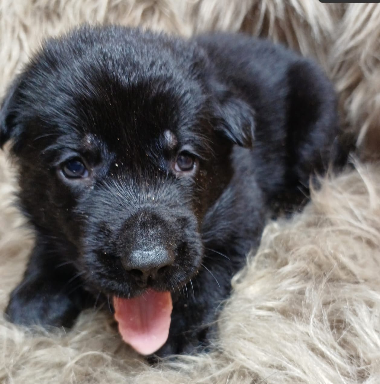 DDR-Schäferhund-Welpe aus dem Wurf 2026