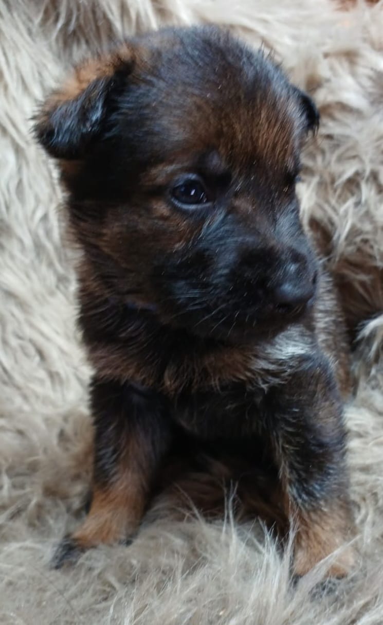 DDR-Schäferhund-Welpe aus dem Wurf 2026