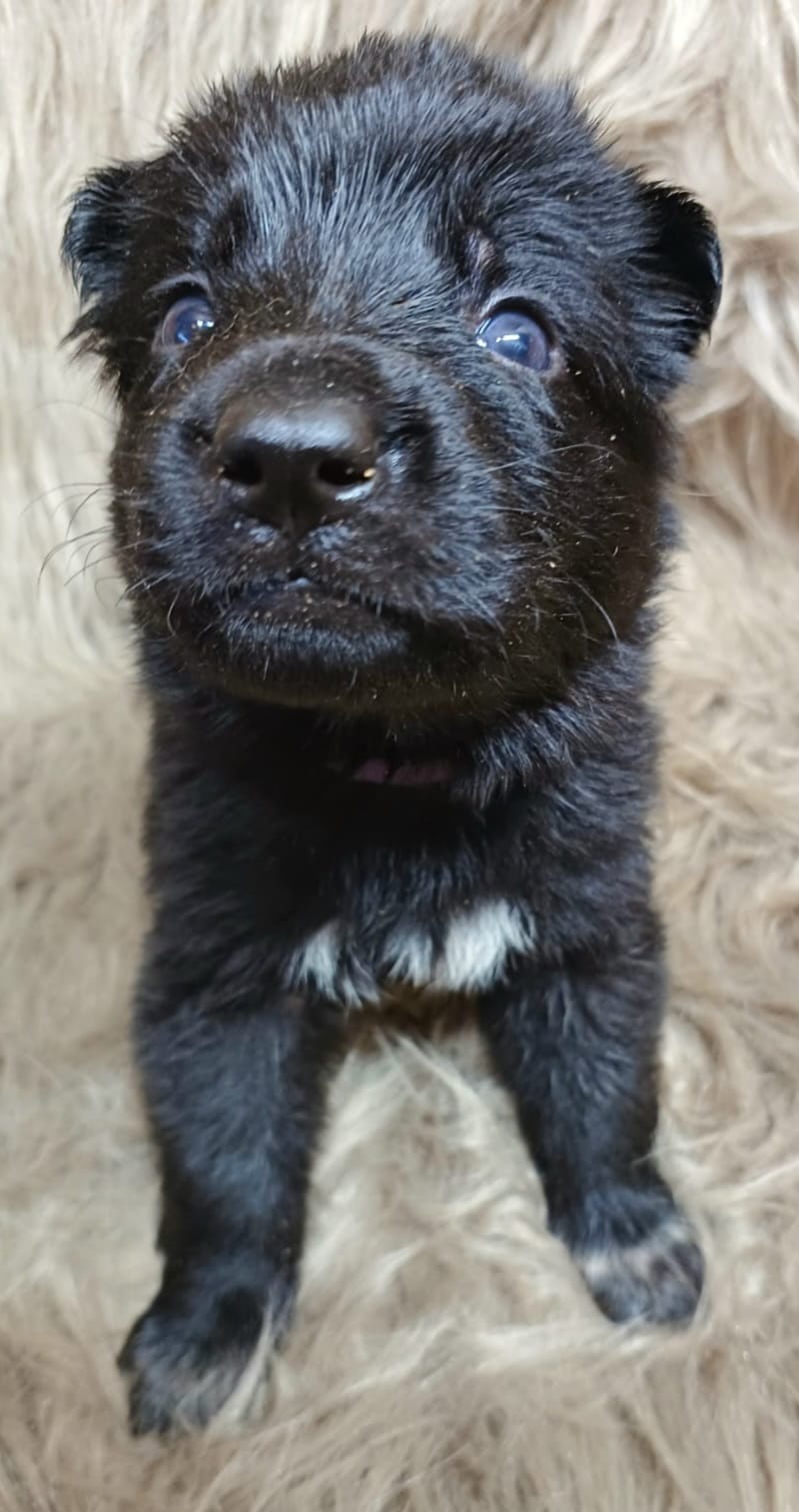DDR-Schäferhund-Welpe aus dem Wurf 2026