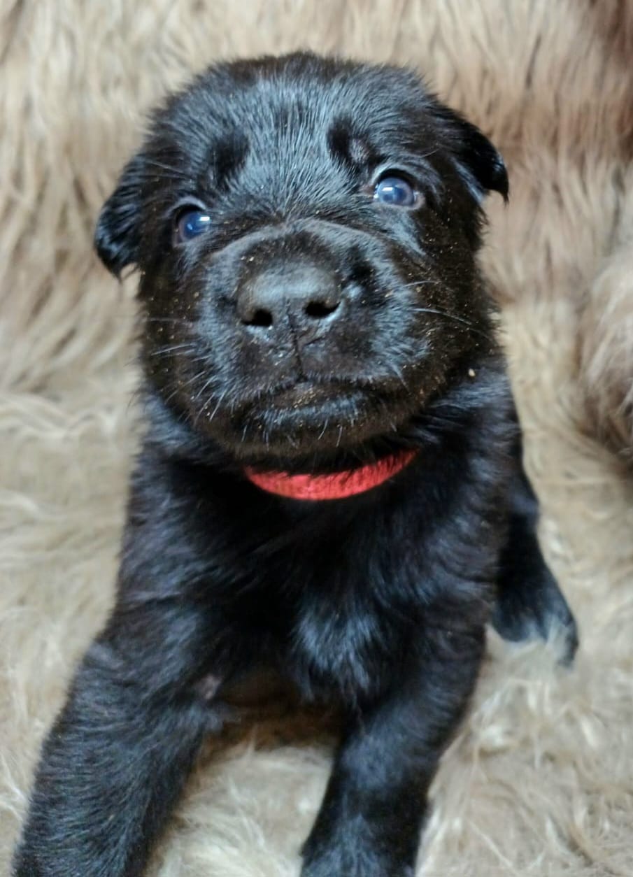 DDR-Schäferhund-Welpe aus dem Wurf 2026