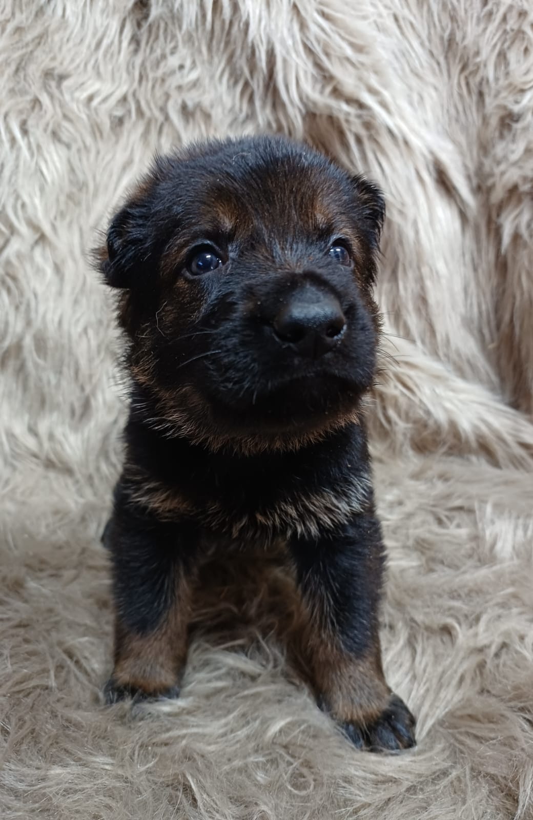 DDR-Schäferhund-Welpe aus dem Wurf 2026