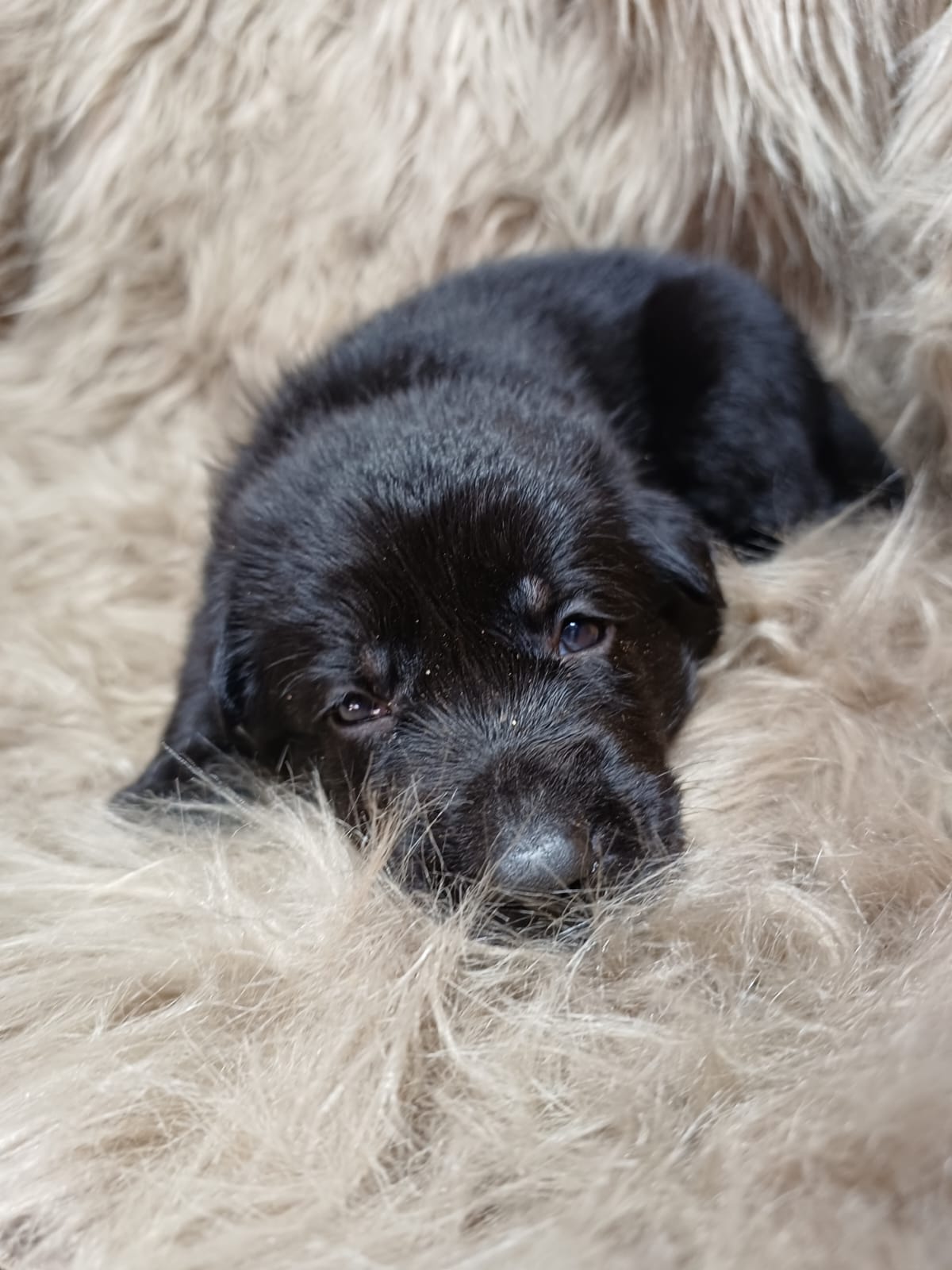 DDR-Schäferhund-Welpe aus dem Wurf 2026