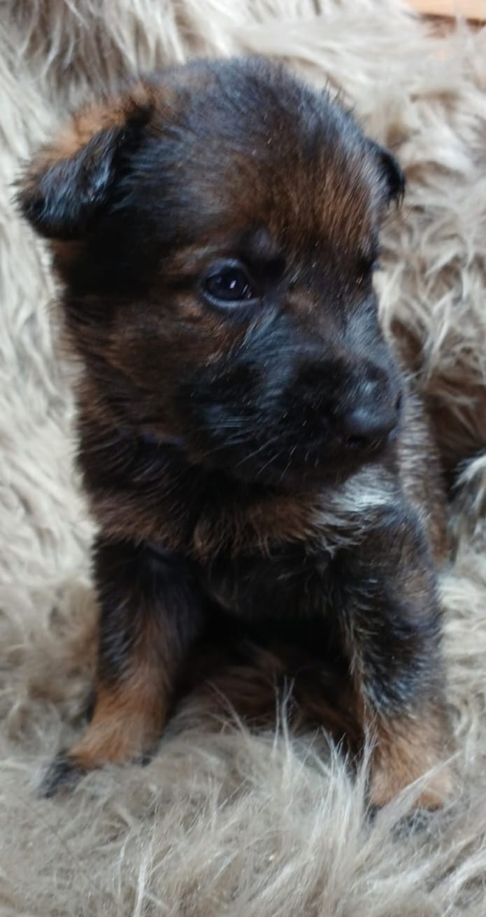 DDR-Schäferhund-Welpe aus dem Wurf 2026