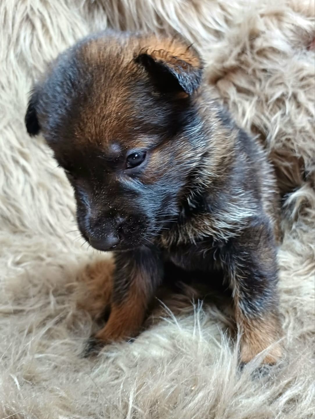 DDR-Schäferhund-Welpe aus dem Wurf 2026